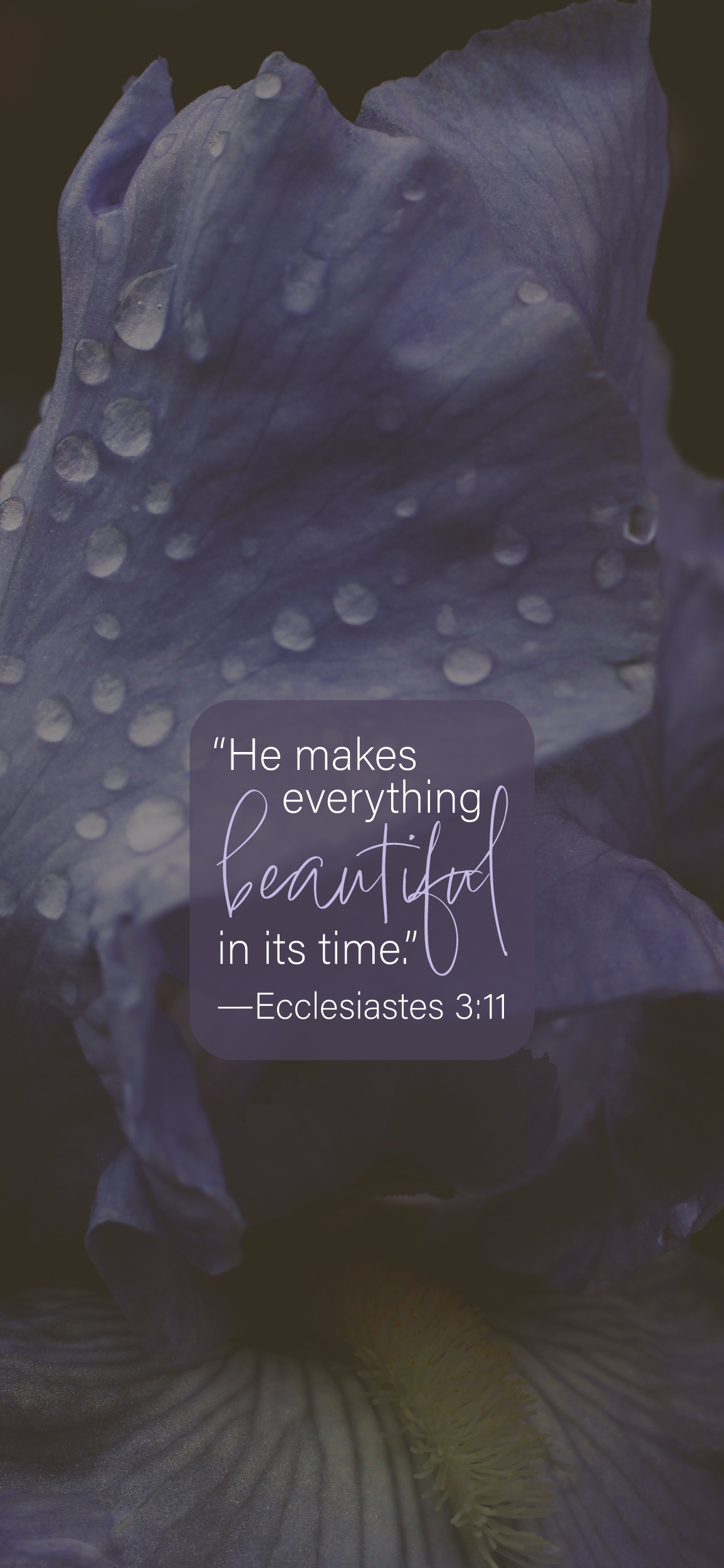 Orchid with Ecclesiastes 3:11 verse