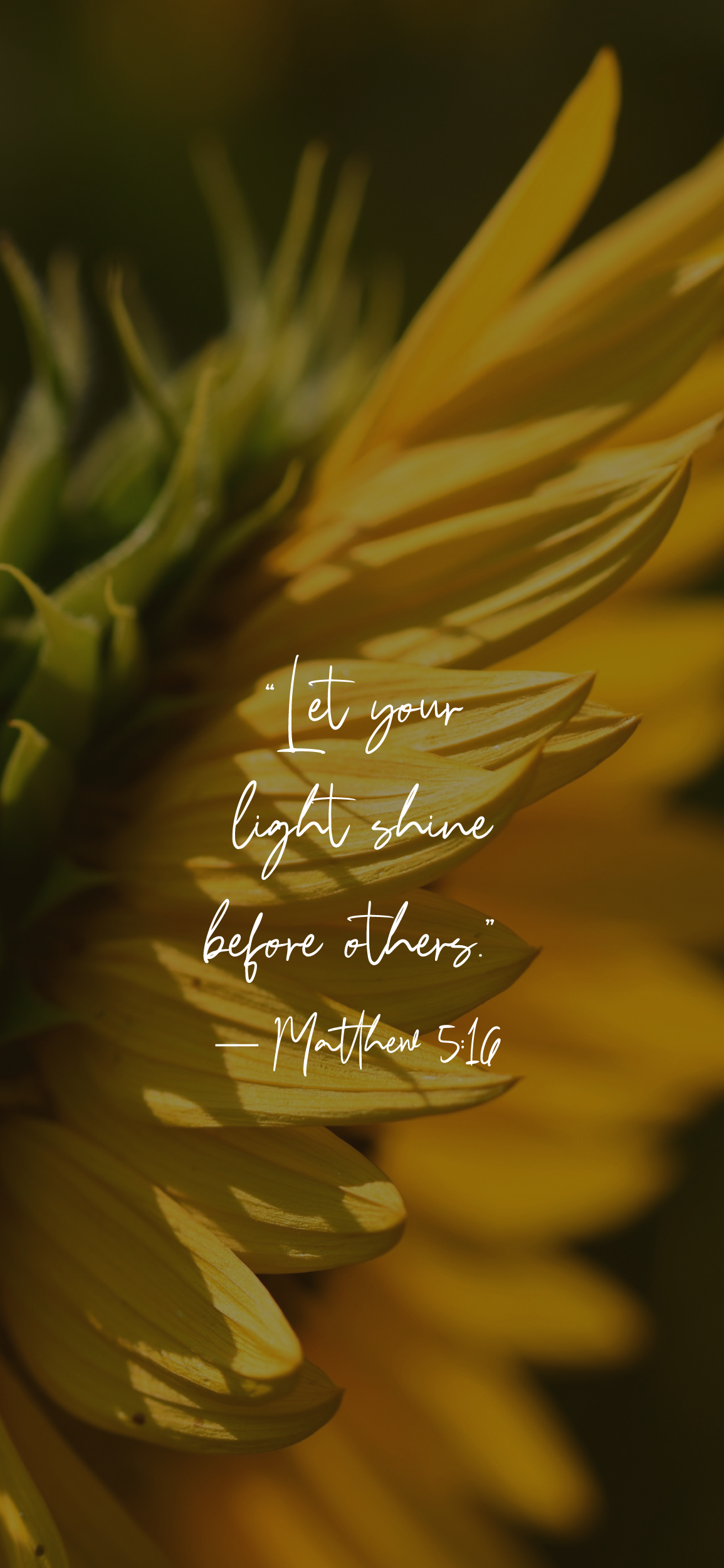 Sunflower with Matthew 5:16 verse
